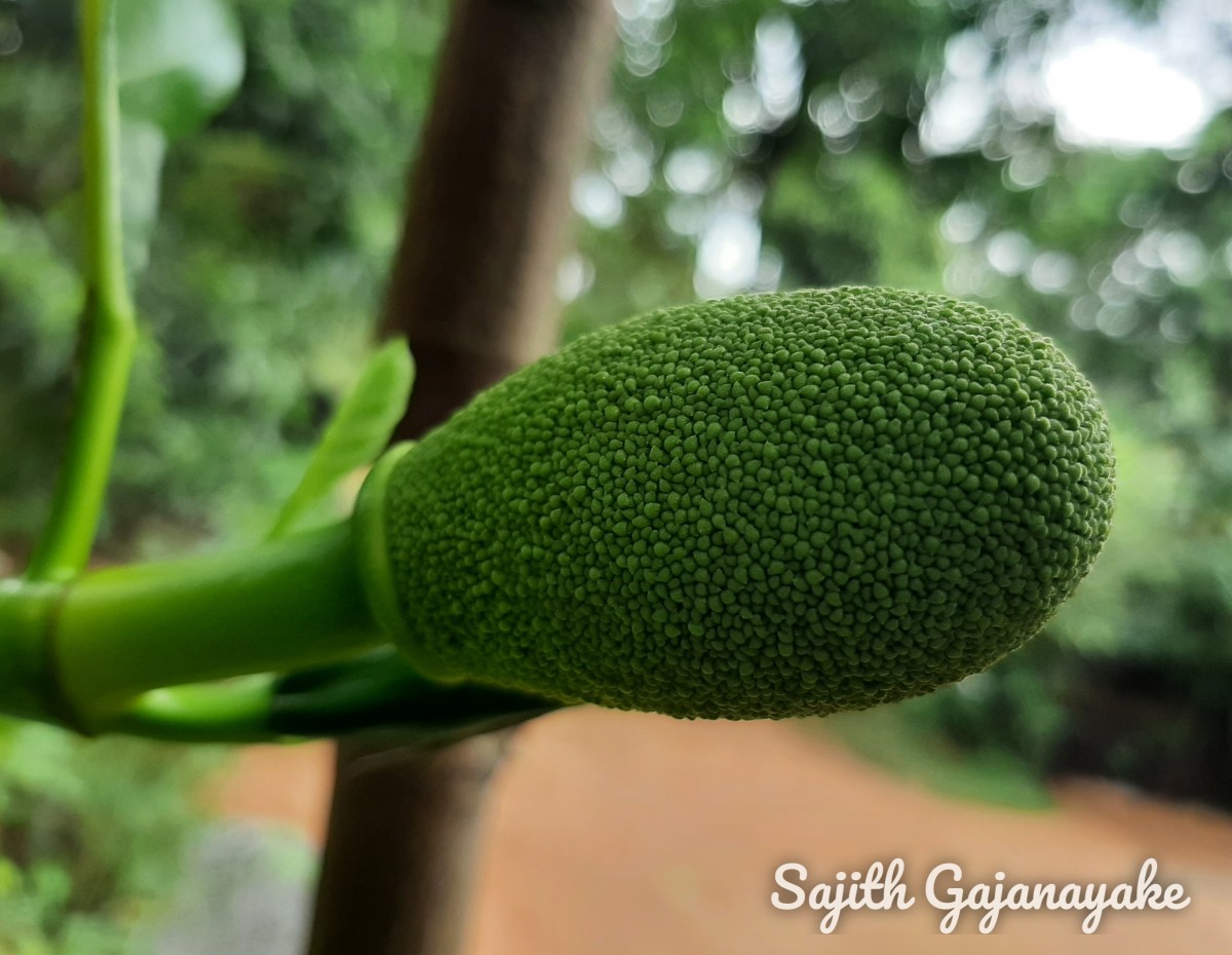 Artocarpus heterophyllus Lam.